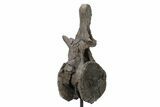 Sauropod Dinosaur Vertebra on Metal Stand - Wyoming #227739-5